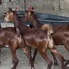 معزا دهم صنف ماشاء الله