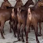 معزا دهم عدد 8