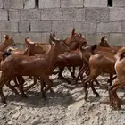 معزا دهم صنف ماشاء الله تم البيييع