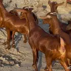 معزا دهم صنف تم البيييع