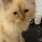 قط تبني