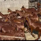 معزا دهم صنف الصنف ماشاء الله تم البيييع