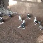 للبيع عشه حمام مشكله