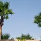 تنسيق_وصيانه_الحدائق