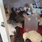 يوجد البيض الرومي يوجد الرومي الصغير