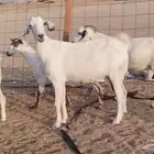 معزا بيشيات طيبه 5 روؤس مضاريع