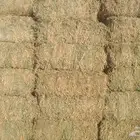 برسيم طبرجل شد 90 يزيد وينقص جديد ماهو مخزن صافي وناعم شرط