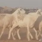 غنم حريات للبيع حدها سمح