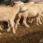 غنم العدد33