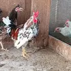 ديك عربي ماكنتوش ترثة