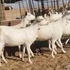 معزا بيشيات فواخر 17 بالفحل دفيع ومضاريع
