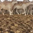 حريات حرش دفيع ومضاريع