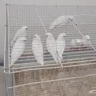 ازواج روز البينو ابيض صافي منتجه ومحجله