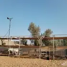 اسطبل خزز للايجار اليومي وفيه اجار ركوب خيل الساعه 50 ريال