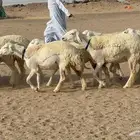 غنم حريات رخال