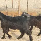 جفار عوارض طيبه