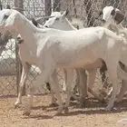 معزا بيشيات للبيع