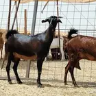 جفار طيبه وحده دافع واحد باقي حليب منوة القنا