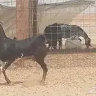 جفار بيشيات مقاني مرخ للبيع