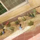 تنسيق حدائق وحواض زراعي