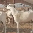 معزا بيشيات طيبه للبيع