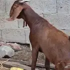 مشروع فحل