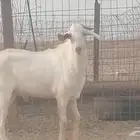 فحل بيشي طيب