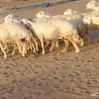 غنم حريات ضان دفييع شرط ومفاصيل ديوسها محاوله بتولد 16راس
