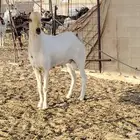 تيس بيشي حار في الضراب