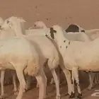 ضان رفيديات للبيع