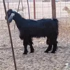 تيس عارضي مد وارتفاع ثني