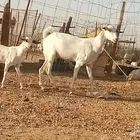 عنزه حلفاء تحتها جفرا سنها سديس