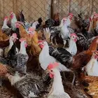 ديوك اسمان جاهزه للذبح