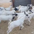 تيوس يمنيه مرباه سمان مقفله شحم ولحم