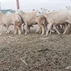 رخال للبيع