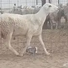 فحل حري للبيع