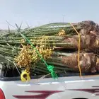 يوجد لدينا جميع انواع النخيل المثمر وزينه
