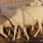 حريات حرش