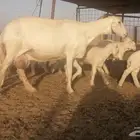 غنم خلفات العدد 21