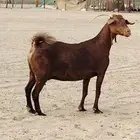 عنز محايليه طيبه مضرع