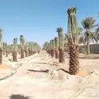ابومحمد لتوريد جميع انواع النخيل
