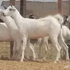 جفار بيشيات للبيع
