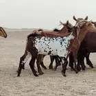 معزا محايليه طيبه دفيع ومضاريع