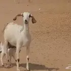عنز بيشية متوم طيبة للبيع