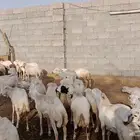 كباش بلدي ويمني. مخاصي تربيه