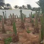 لنخيل الوشنطني والعربي والاشجار