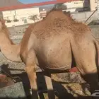 قعدان للبيع