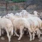 خرفان ذبايح