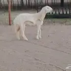 رخله حريه دفاع طيبة للبيع