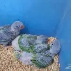درة نيبالي حجم جامبو